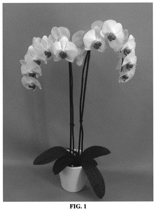 Figure 1 of US plant patent PP32024, the photograph of PHALEKDEK printed in the patent.