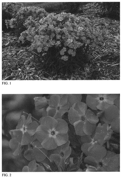 Figure 1 of US plant patent PP32025, the photograph of Baby Doll Pink printed in the patent.