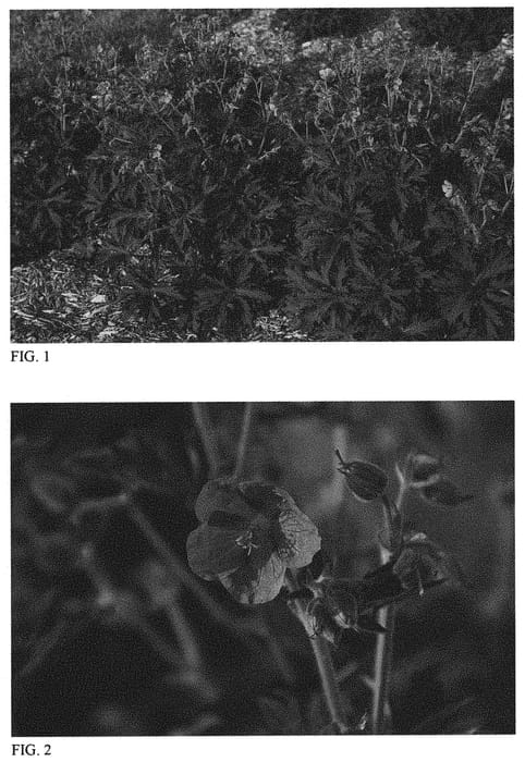Figure 1 of US plant patent PP32026, the photograph of Boom Chocolatta printed in the patent.