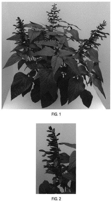 Figure 1 of US plant patent PP32027, the photograph of Purple and Bloom printed in the patent.