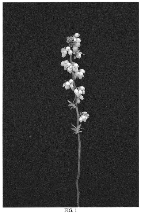 Figure 1 of US plant patent PP32028, the photograph of OPTIMUS printed in the patent.