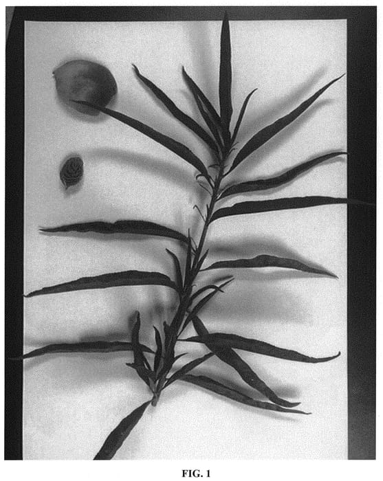 Figure 1 of US plant patent PP32029, the photograph of Warootone printed in the patent.
