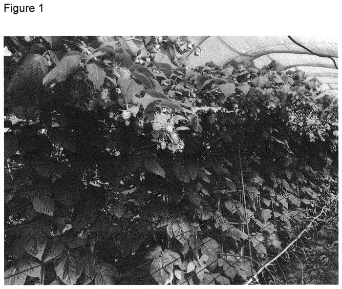 Figure 1 of US plant patent PP32030, the photograph of Titania printed in the patent.