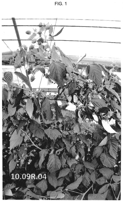 Figure 1 of US plant patent PP32031, the photograph of Plapink 1004 printed in the patent.