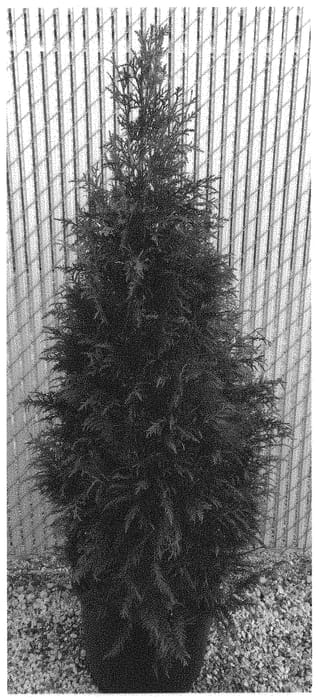 Figure 1 of US plant patent PP32032, the photograph of RLH-CS printed in the patent.