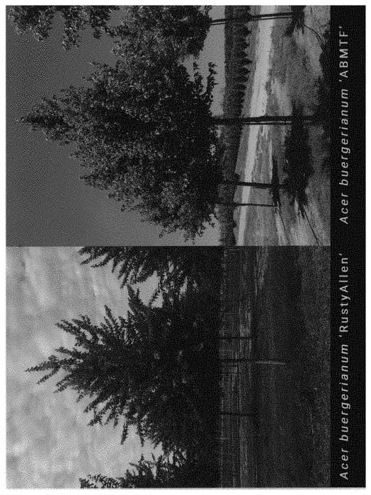 Figure 1 of US plant patent PP32033, the photograph of RustyAllen printed in the patent.