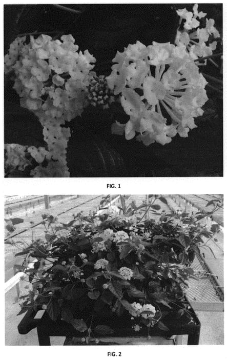 Figure 1 of US plant patent PP32034, the photograph of LANZ0025 printed in the patent.