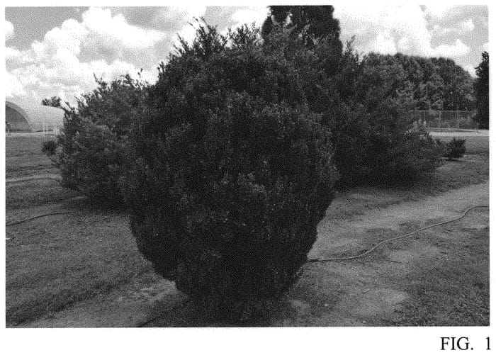 Figure 1 of US plant patent PP32035, the photograph of MAD-IC1 printed in the patent.