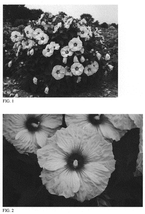 Figure 1 of US plant patent PP32036, the photograph of Dark Mystery printed in the patent.