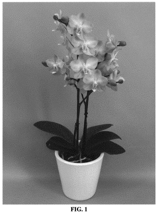 Figure 1 of US plant patent PP32037, the photograph of PHALFEPXO printed in the patent.