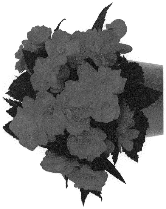 Figure 1 of US plant patent PP32038, the photograph of Dobegicpororan printed in the patent.