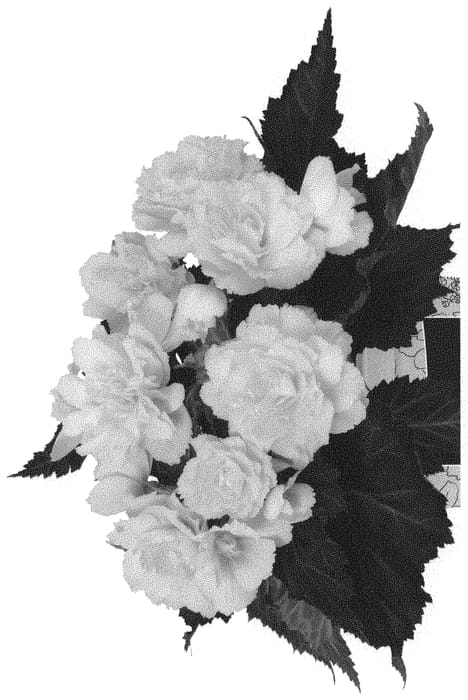 Figure 1 of US plant patent PP32039, the photograph of Dobegicpocit printed in the patent.