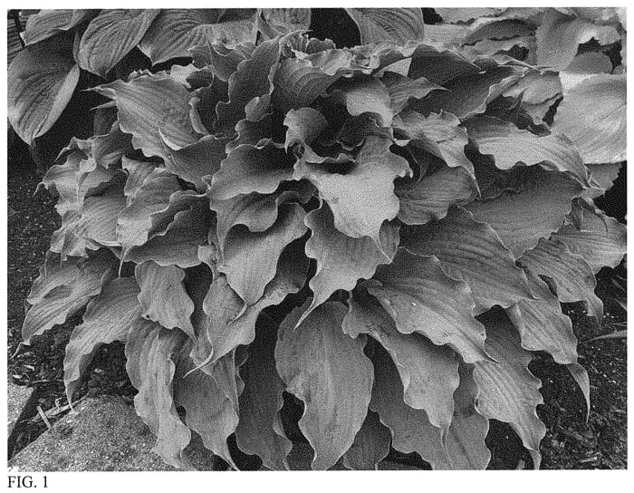 Figure 1 of US plant patent PP32040, the photograph of Dancing with Dragons printed in the patent.