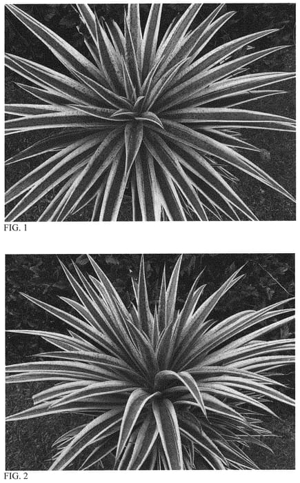 Figure 1 of US plant patent PP32041, the photograph of Pineapple Punch printed in the patent.