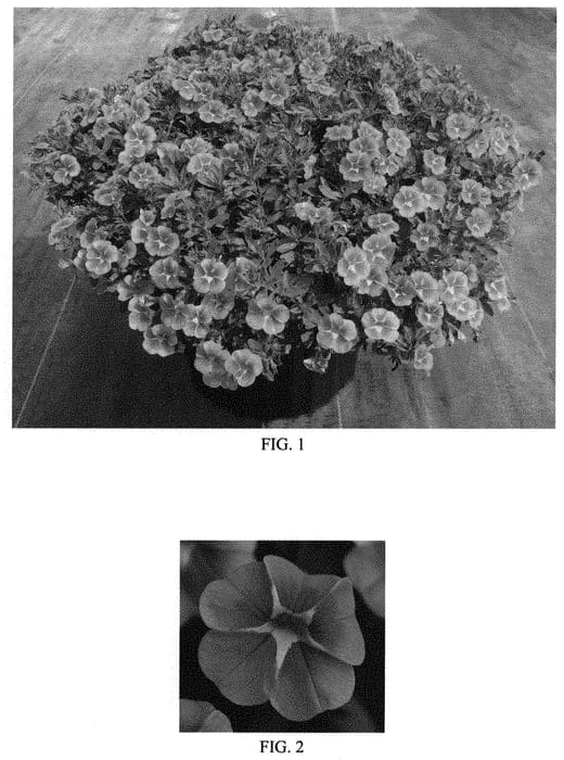 Figure 1 of US plant patent PP32042, the photograph of Balconginar printed in the patent.