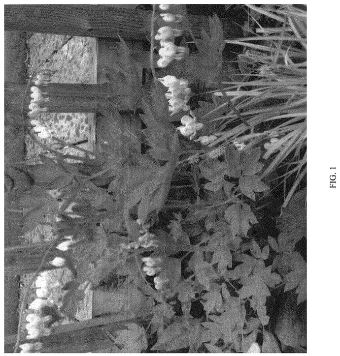 Figure 1 of US plant patent PP32043, the photograph of CUPID printed in the patent.