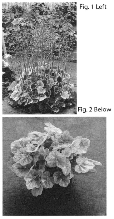Figure 1 of US plant patent PP32044, the photograph of TNHEUNESI printed in the patent.