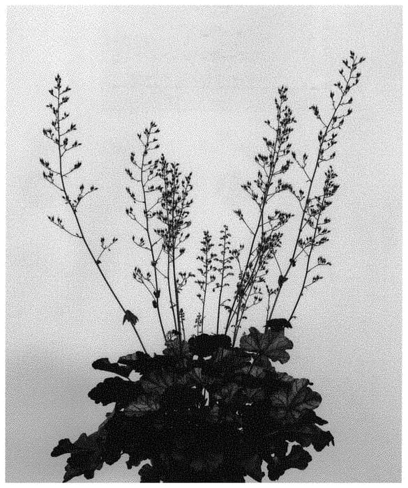 Figure 1 of US plant patent PP32045, the photograph of IFHEMUL printed in the patent.