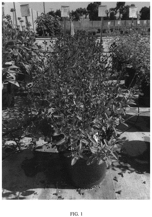Figure 1 of US plant patent PP32046, the photograph of Ignition Fuchsia printed in the patent.