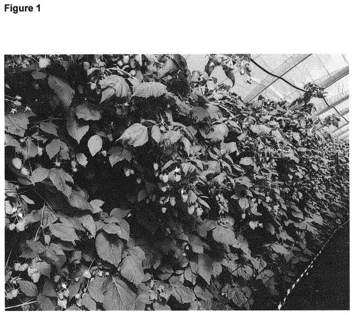 Figure 1 of US plant patent PP32047, the photograph of Atena printed in the patent.