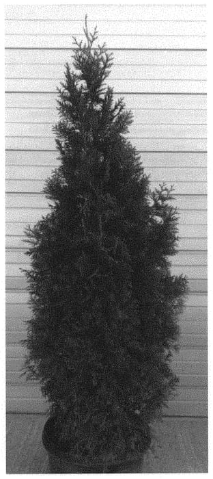 Figure 1 of US plant patent PP32048, the photograph of RLH-GG printed in the patent.