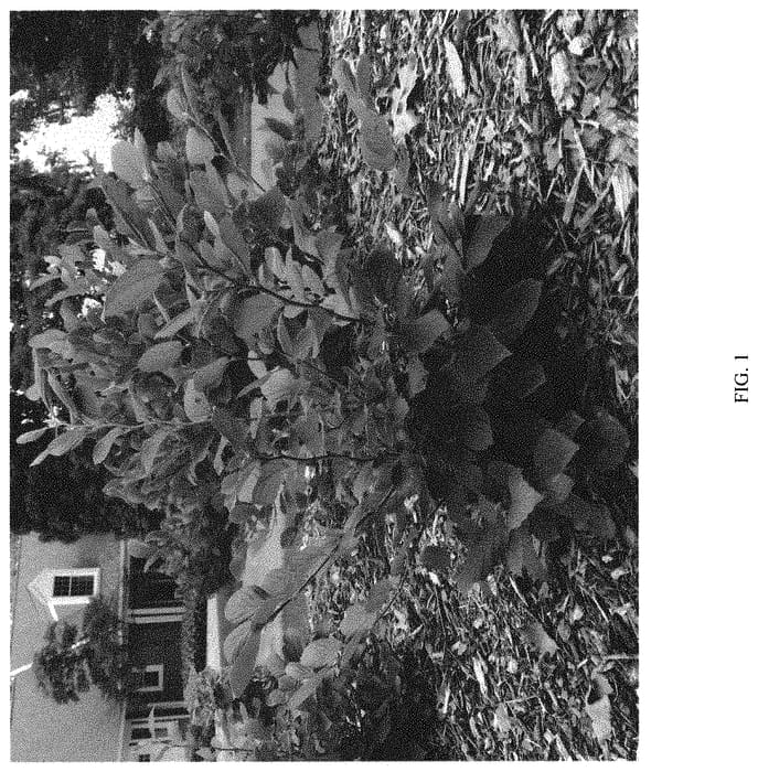 Figure 1 of US plant patent PP32049, the photograph of ALICE printed in the patent.