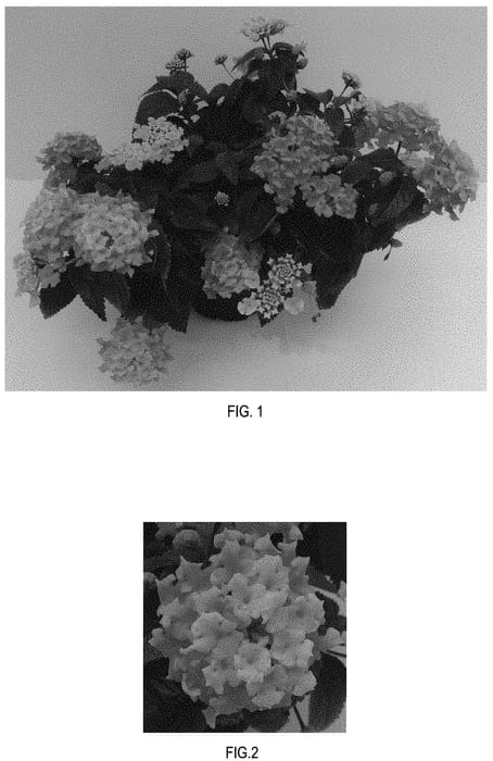 Figure 1 of US plant patent PP32050, the photograph of Balucpea20 printed in the patent.