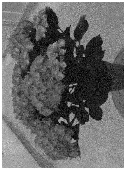 Figure 1 of US plant patent PP32051, the photograph of H218922 printed in the patent.