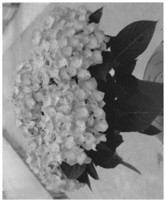 Figure 1 of US plant patent PP32052, the photograph of H218911 printed in the patent.
