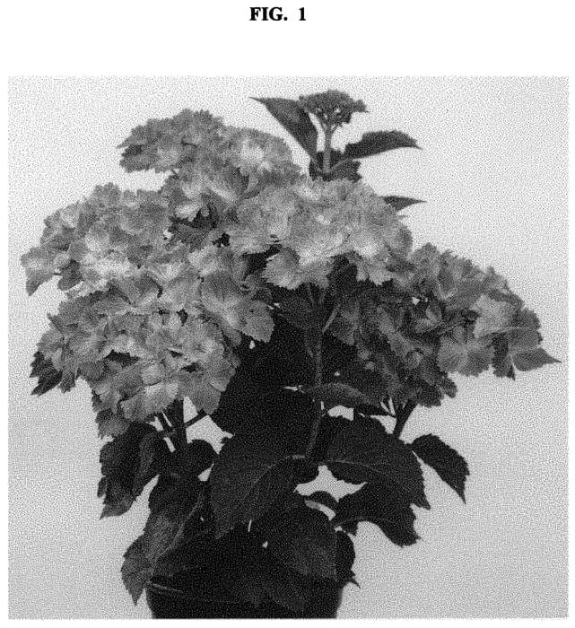 Figure 1 of US plant patent PP32053, the photograph of Hortmaspoli printed in the patent.
