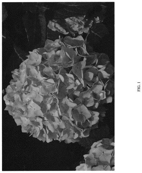 Figure 1 of US plant patent PP32054, the photograph of COF-HM1 printed in the patent.