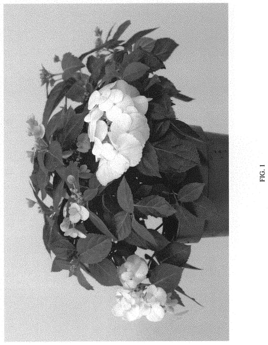Figure 1 of US plant patent PP32055, the photograph of FRENCH BOLERO printed in the patent.