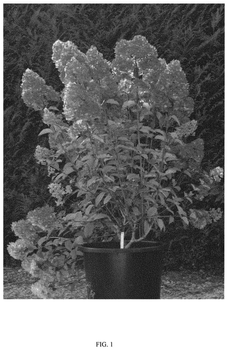 Figure 1 of US plant patent PP32056, the photograph of RENSAM printed in the patent.