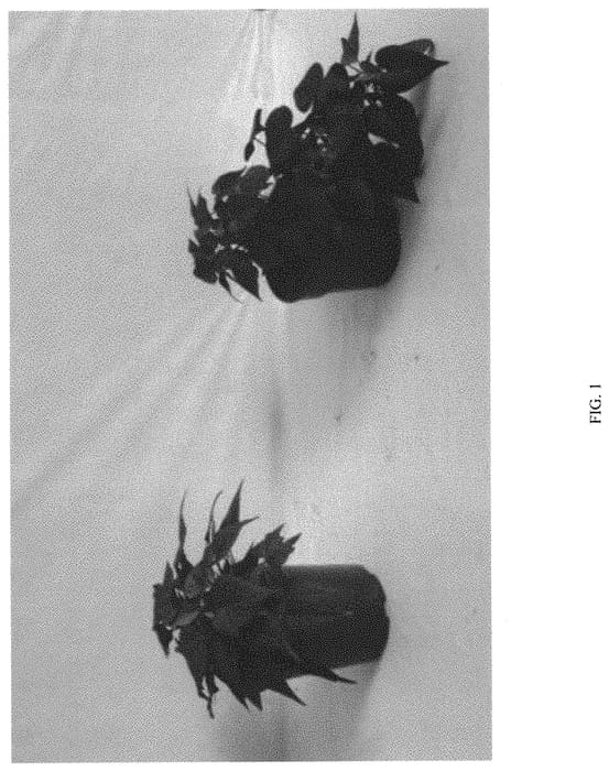 Figure 1 of US plant patent PP32057, the photograph of ISGHP05-2 printed in the patent.