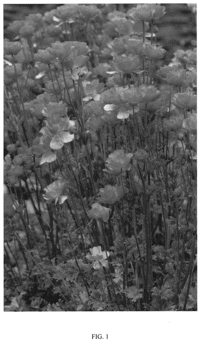 Figure 1 of US plant patent PP32058, the photograph of ROCORANGE printed in the patent.