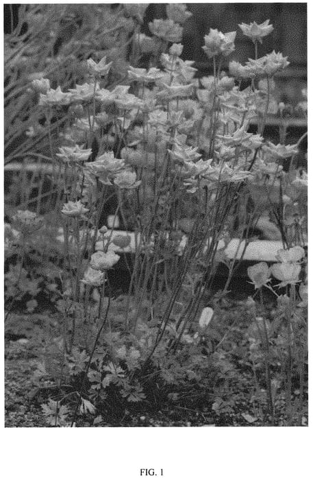 Figure 1 of US plant patent PP32059, the photograph of ROCPINK printed in the patent.