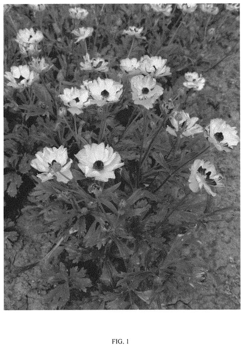 Figure 1 of US plant patent PP32060, the photograph of ROCYELLOW printed in the patent.