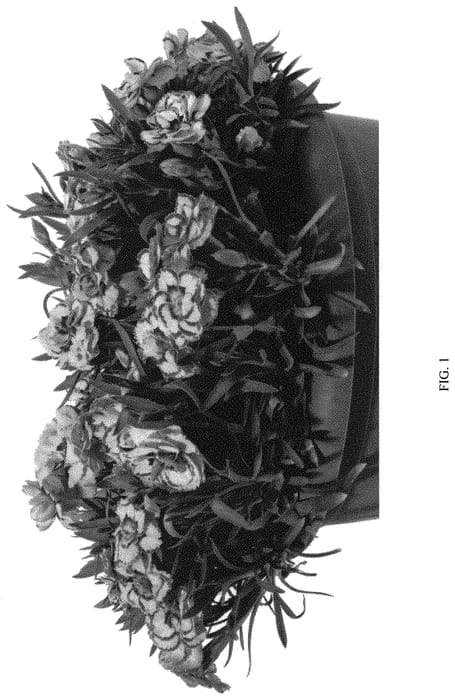 Figure 1 of US plant patent PP32061, the photograph of DDTSS12-0 printed in the patent.