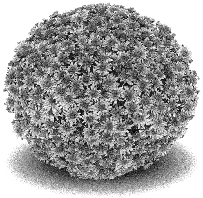 Figure 1 of US plant patent PP32062, the photograph of G20FON11OR printed in the patent.