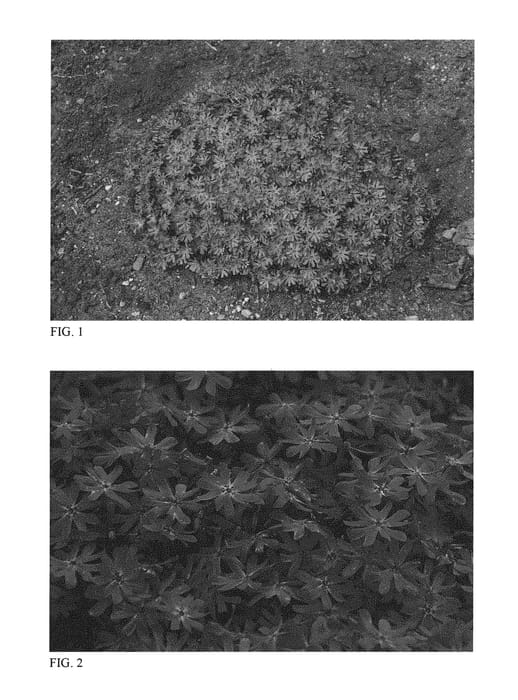 Figure 1 of US plant patent PP32063, the photograph of Bedazzled Pink printed in the patent.