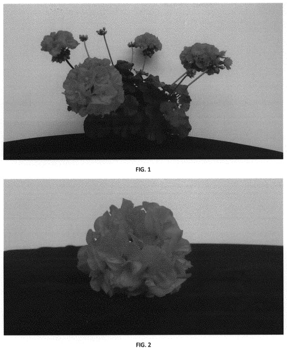 Figure 1 of US plant patent PP32064, the photograph of PEQZ0053 printed in the patent.