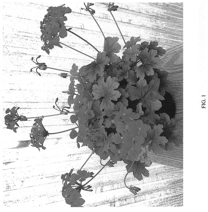 Figure 1 of US plant patent PP32065, the photograph of G17004 printed in the patent.