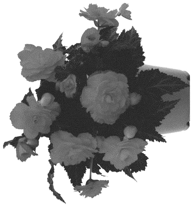 Figure 1 of US plant patent PP32066, the photograph of Dobegicpocor printed in the patent.