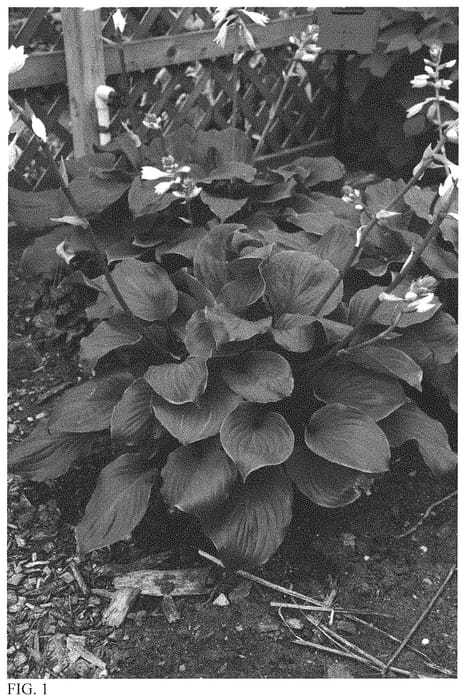 Figure 1 of US plant patent PP32067, the photograph of Royal Crest printed in the patent.
