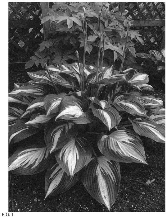 Figure 1 of US plant patent PP32068, the photograph of Miss America printed in the patent.