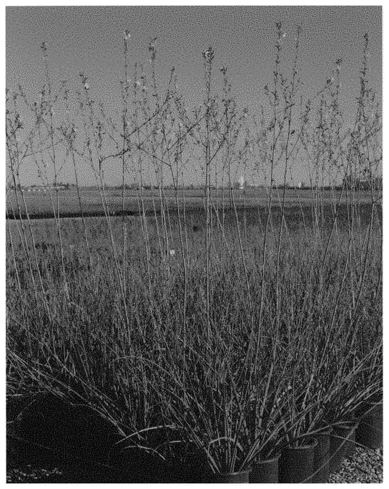 Figure 1 of US plant patent PP32069, the photograph of MSWNNuevo Leon printed in the patent.