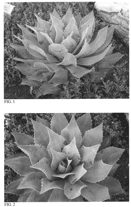 Figure 1 of US plant patent PP32070, the photograph of Sponge Paint printed in the patent.