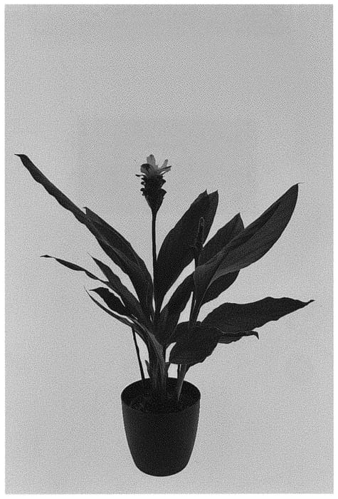 Figure 1 of US plant patent PP32071, the photograph of Curhonimp printed in the patent.