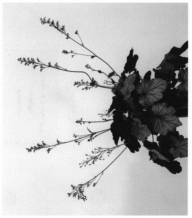Figure 1 of US plant patent PP32072, the photograph of IFHEHB printed in the patent.