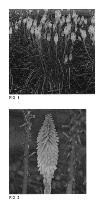 Figure 1 of US plant patent PP32073, the photograph of Solar Flare printed in the patent.